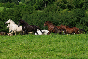 Aegidienberger+Am Saddlebred Horse1(16)