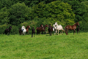 Aegidienberger+Am Saddlebred Horse1(5)