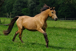 Arabisch Partbred12(4)