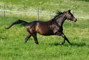 Trakehner37(5)