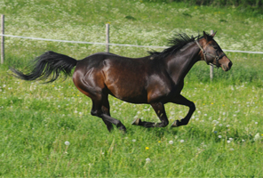 Trakehner37(6)