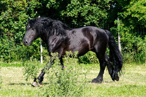 American Percheron1(38)