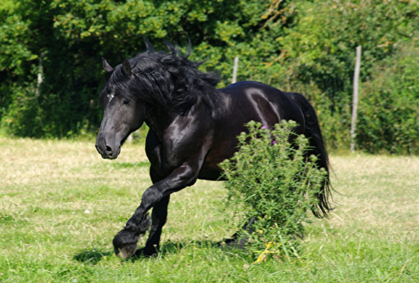 American Percheron1(39)