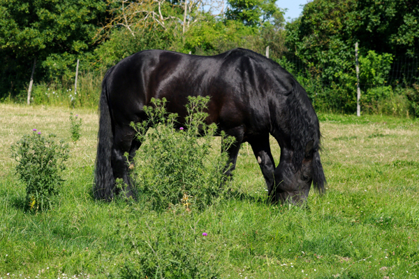 American Percheron1(43)