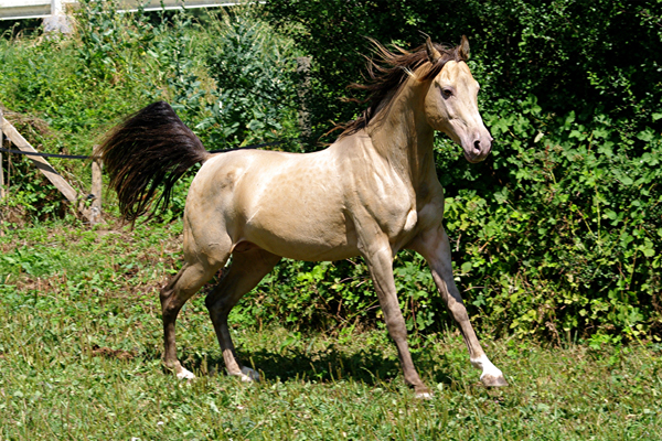 Arabisch Partbred 13(32)