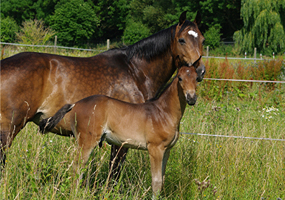 Hannoveraner + Oldenburger Sportpferd1(12)