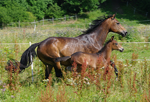 Hannoveraner + Oldenburger Sportpferd1(6)