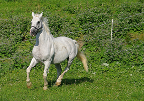 Hessisches Warmblut21(14)