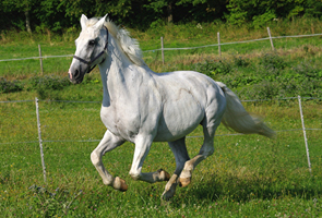 Hessisches Warmblut21(17)