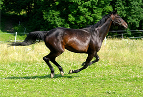 Trakehner38(2)