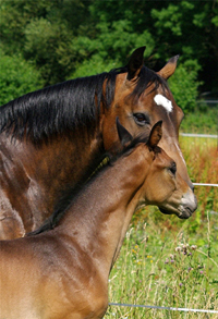 Hannoveraner + Oldenburger Sportpferd1(19)