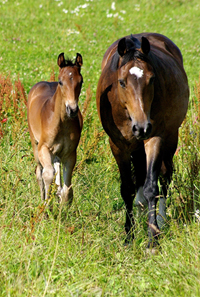 Hannoveraner + Oldenburger Sportpferd1(42)