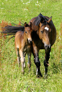 Hannoveraner + Oldenburger Sportpferd1(44)