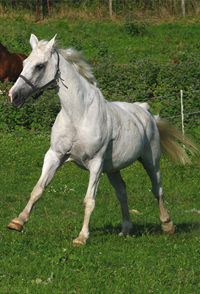 Hessisches Warmblut21(12)