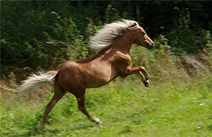 American Mini Shetland Pony2(38)