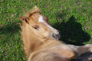 Hackney Pony1(39)