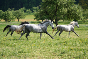 Lipizzaner86(80)