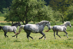 Lipizzaner86(81)