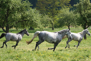 Lipizzaner86(82)