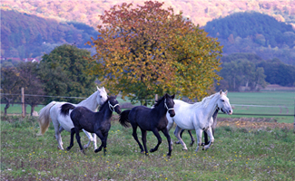 Lipizzaner87(138)