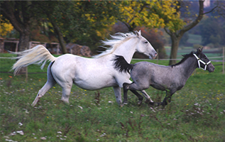 Lipizzaner87(162)