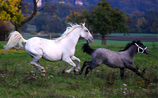 Lipizzaner87(163)