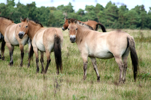 Przewalski Pferd5(3)