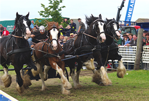 Shire Horse-G4b(1)