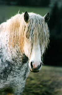 American Curly Horse 01 im Winter