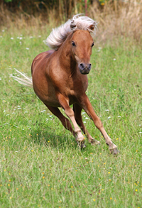 American Mini Shetland Pony 2(40)