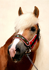 Haflinger 30(5a)