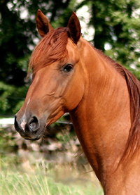 Karabagh 1(32b)