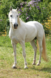 Lipizzaner 86(59)