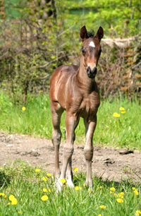 Oldenburger Sportpferd 20(23)