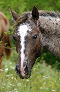 Pony of the Americas 70(37a)