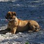 Rhodesian_Ridgeback1(3)