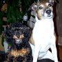 Zwergpudel_u_P_Jack_Russell_Terrier1(10)