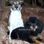 Zwergpudel_u_P_Jack_Russell_Terrier1(12)