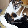 Zwergpudel_u_P_Jack_Russell_Terrier1(4)