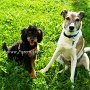 Zwergpudel_u_P_Jack_Russell_Terrier1(5)