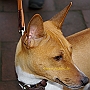 Basenji1(1)