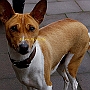 Basenji1(2)