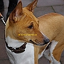 Basenji1(3)