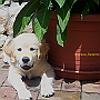 Golden_Retriever2(1)