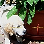 Golden_Retriever2(2)