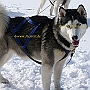 Husky1(12)