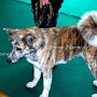 Akita_Inu1(1)