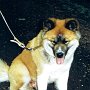 Akita_Inu2(2)