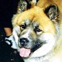 Akita_Inu2(3)