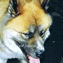 Akita_Inu2(4)